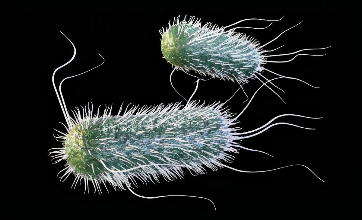 Coffee helps bacteria resist antibiotics in your gut