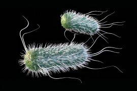2025/07/Coffee-antibiotics2.jpg