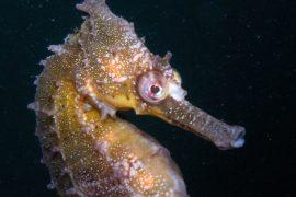 2025/07/Seahorse-hotels.jpg
