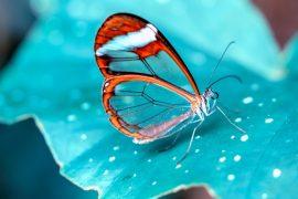 2025/07/Lookalike-butterflies.jpg