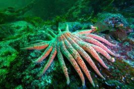 2025/07/Sea-star-urchins.jpg