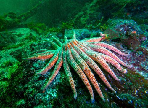 2025/07/Sea-star-urchins.jpg