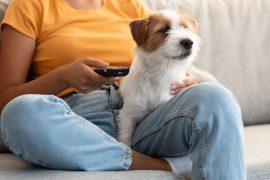 2025/07/Dogs-TV.jpg