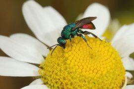 2025/07/wasp-aging-.jpg