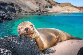 2025/07/climate-endangered-animals.jpg