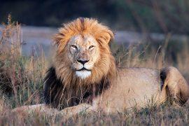 2025/07/Lions-tourists.jpg