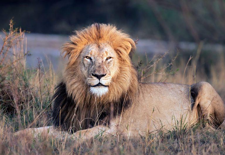 2025/07/Lions-tourists.jpg
