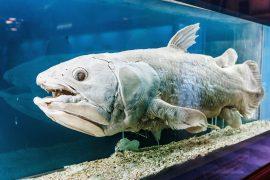 2025/08/Living-fossil-2.jpg