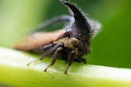 2025/08/Treehoppers-.jpg