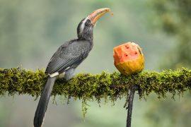 2025/08/Forest-animals-climate.jpg