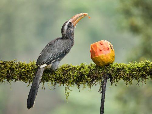 2025/08/Forest-animals-climate.jpg