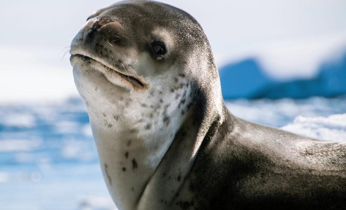 Leopard seals compose songs similar to nursery rhymes