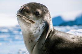 2025/08/Leopard-seal-songs.jpg