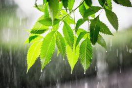 2025/08/Plants-water-.jpg