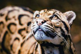 2025/08/Clouded-Leopard-Day.jpg