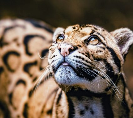 2025/08/Clouded-Leopard-Day.jpg