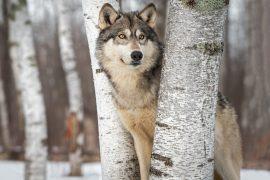 2025/08/Wolf-pup-move.jpg