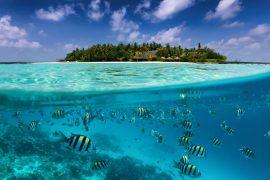2025/08/ocean-carbon-2.jpg