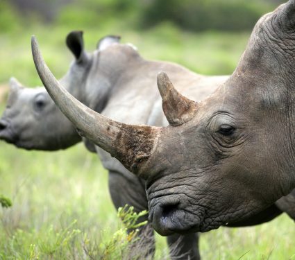 2025/08/rhino-horn.jpg