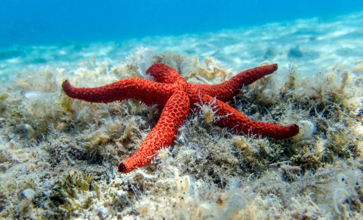 Cause of death for billions of sea stars finally identified