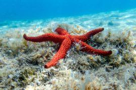 2025/08/Sea-stars-disease.jpg