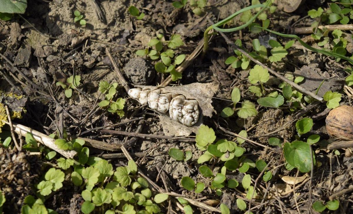 4,000-year-old teeth reveal the oldest evidence of betel nut chewing