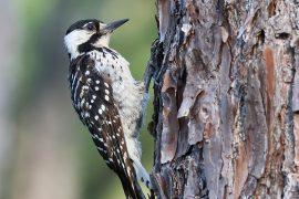 2025/08/Endangered-woodpeckers.jpg