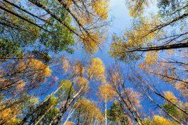 2025/08/Wet-forests2.jpg