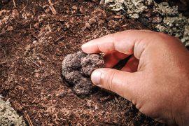 2025/08/Truffle-species-.jpg