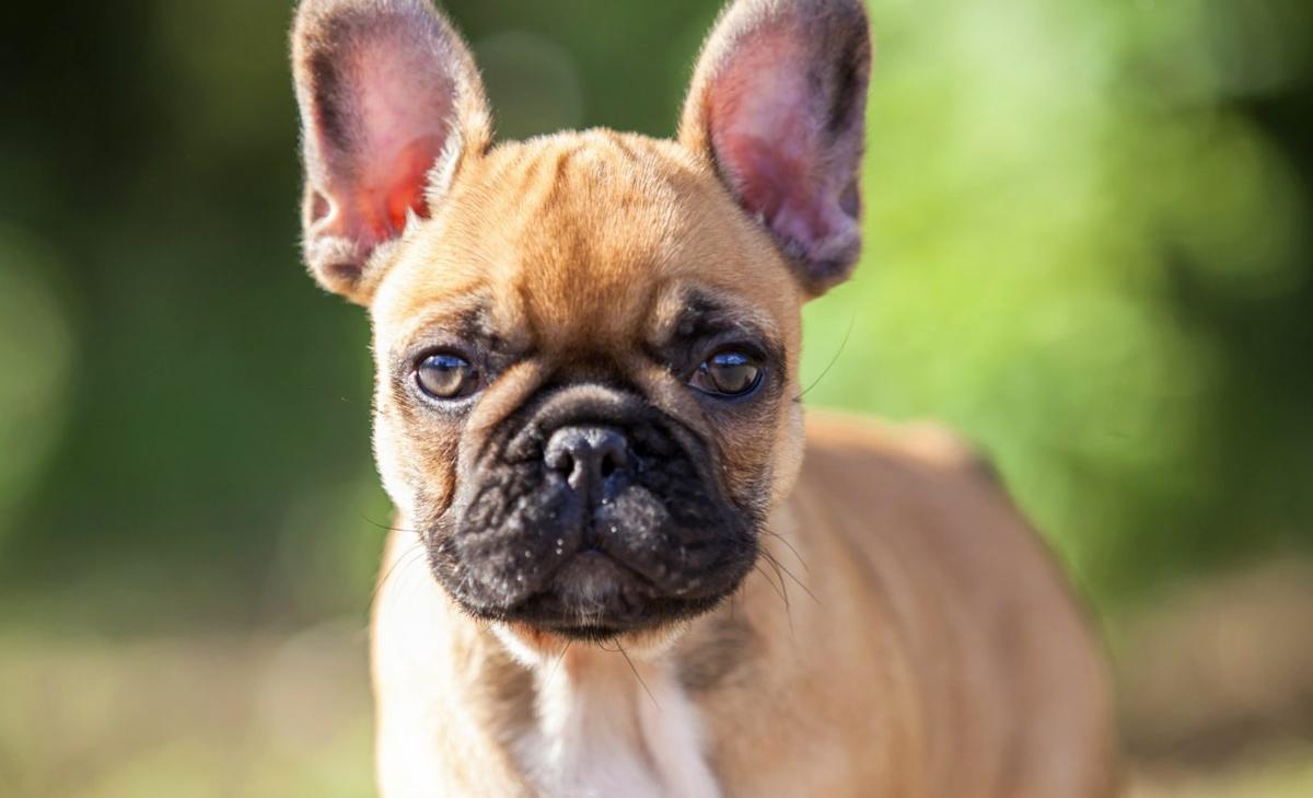 How head shape influences dog behavior