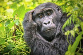 2025/08/female-gorillas4.jpg