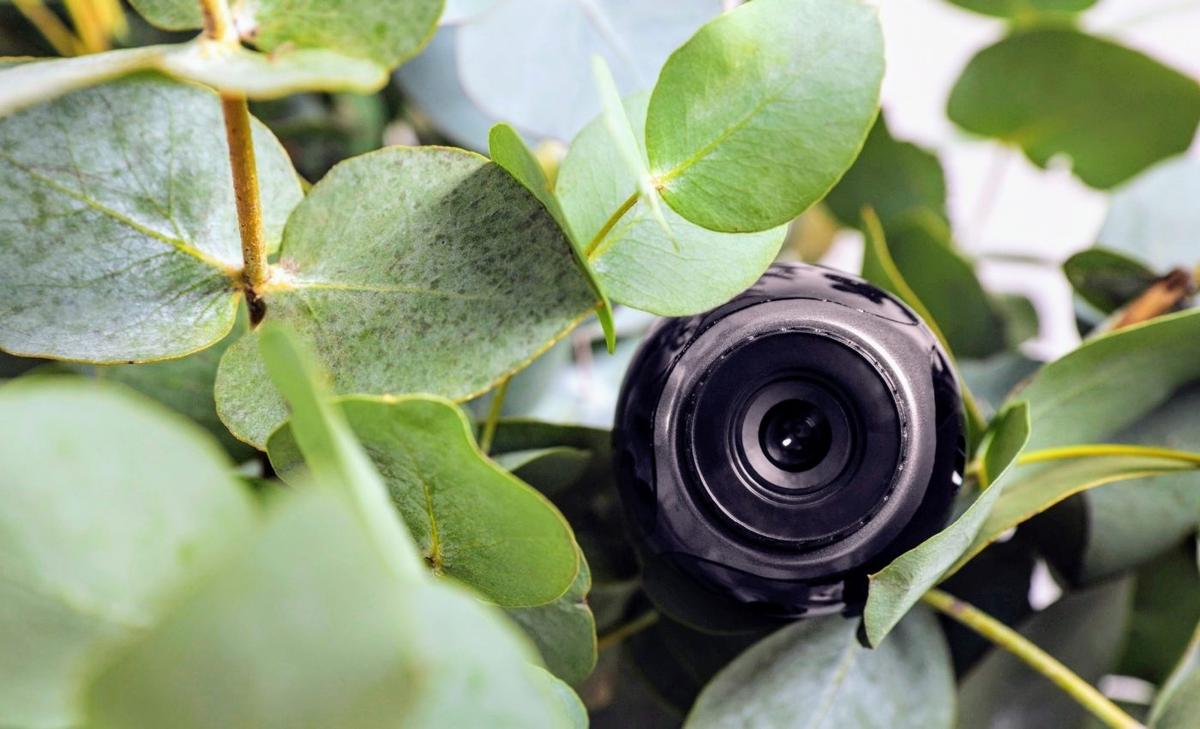 Standard cameras can now track plant growth in 3D