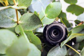 2025/08/photo-plant-leaf-5.jpg