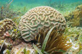 2025/08/Brain-coral-carbon.jpg