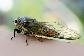 Cicada-sing.jpg