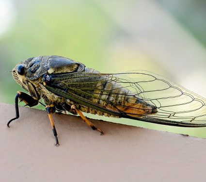 Cicada-sing.jpg