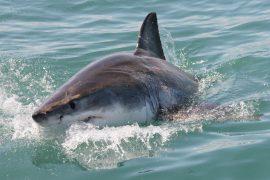 2025/08/White-sharks-DNA.jpg