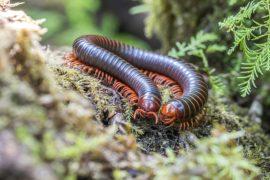 2025/08/rainforest-arthropods.jpg
