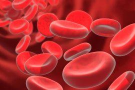 2025/08/red-blood-cells4.jpg