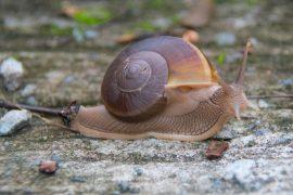 2025/08/snail-eyes2.jpg