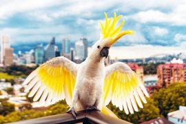 Sulphur,Crested,Cockatoo,In,Sydney
