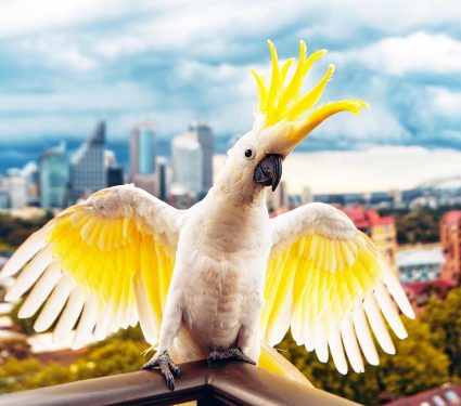Sulphur,Crested,Cockatoo,In,Sydney