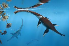 2025/08/Plesionectes-longicollum.jpg