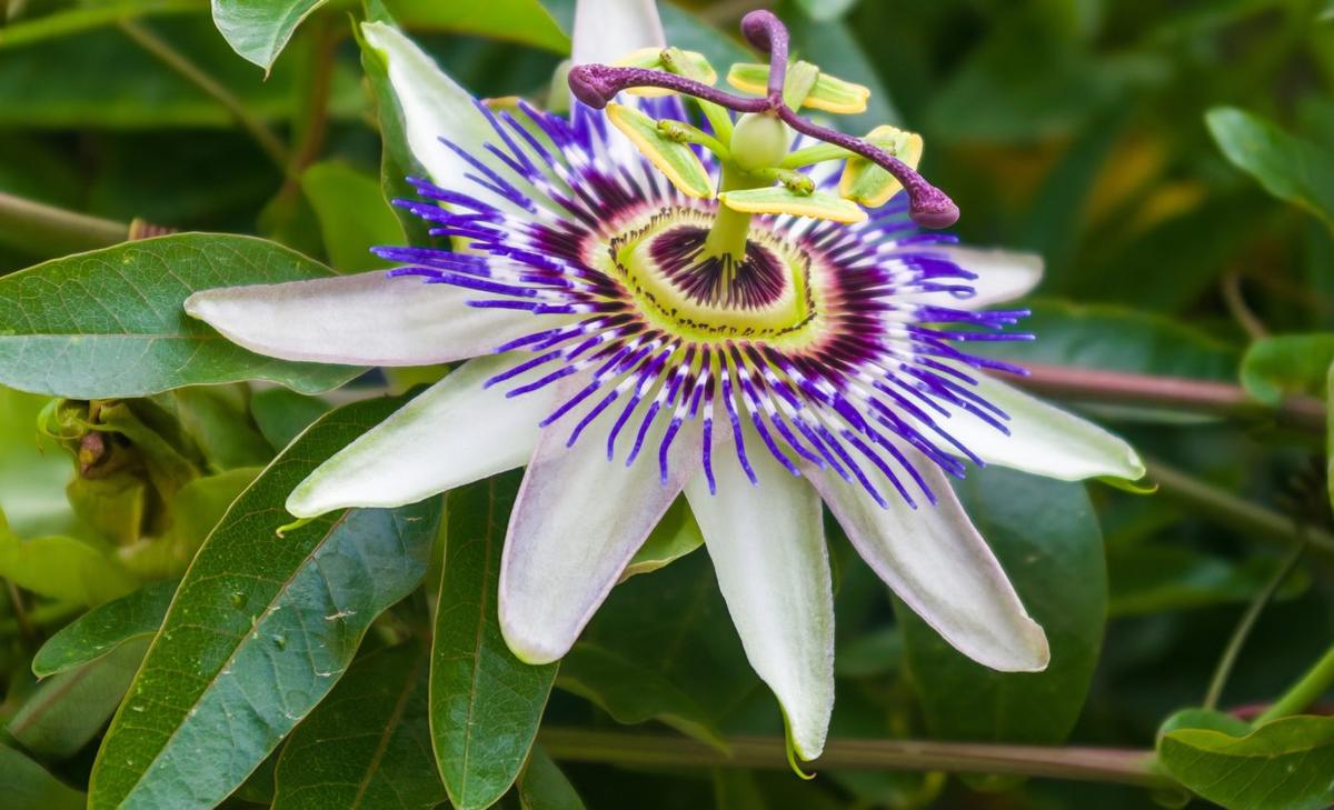When bees arrive late, flowers may vanish