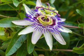 Bees-flowers.jpg