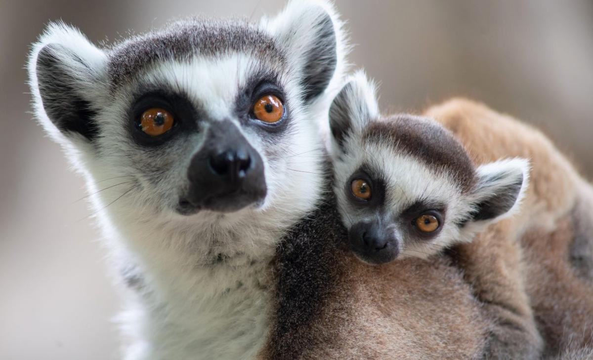 Early primates evolved in cold climates, not tropical jungles