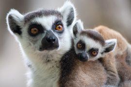 2025/08/Primates-cold-climate.jpg