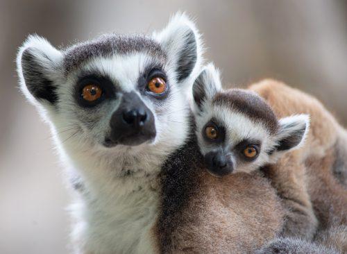 2025/08/Primates-cold-climate.jpg