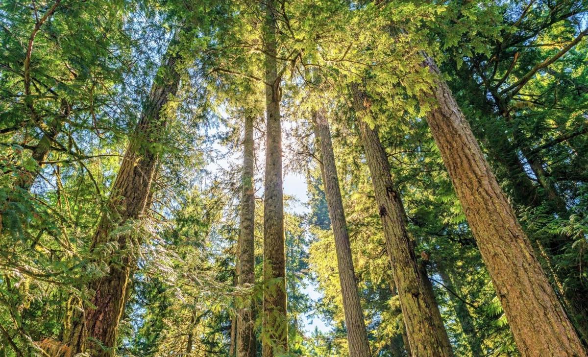 Ozone pollution threatens tree survival across western U.S.