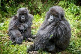 2025/08/Gorillas-inbreeding.jpg